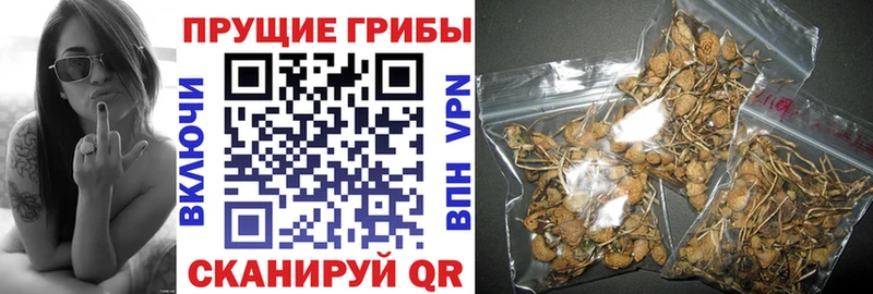 купить наркотики сайты Лиски Галлюциногенные грибы Magic Shrooms